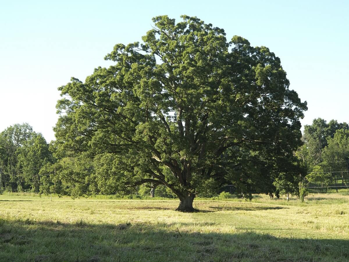 5 Trees that Thrive in Western PA Climate